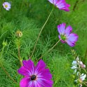Cosmos bipinnatus 'Candy Stripe' (2)